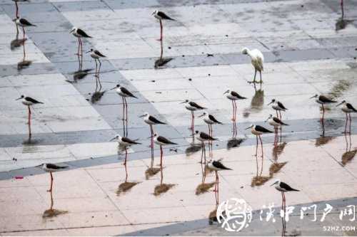 暴雨過(guò)后一群黑翅長(zhǎng)腳鷸光臨略陽(yáng)！