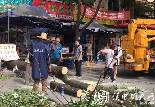 漢中市區(qū)一棵10米大樹突然傾倒，刮倒高壓線，所幸無人傷亡