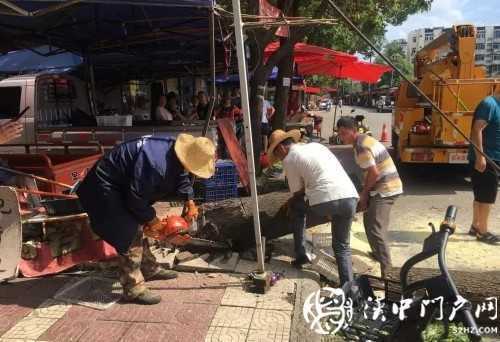 漢中市區(qū)一棵10米大樹突然傾倒，刮倒高壓線，所幸無人傷亡