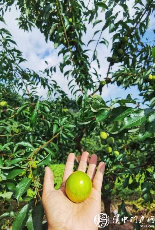 產(chǎn)業(yè)扶貧為鎮(zhèn)巴梅坡村插上騰飛的翅膀