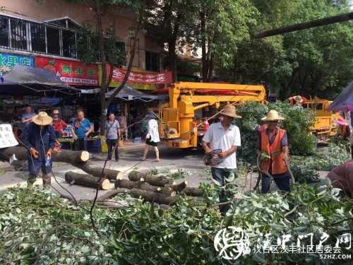 漢中市區(qū)一棵10米大樹突然傾倒，刮倒高壓線，所幸無人傷亡