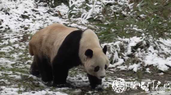 漢中的“國寶”們這樣過冬