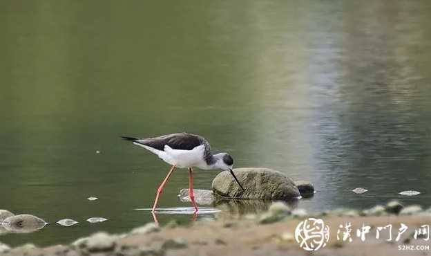 暴雨過后，漢中驚現(xiàn)“長腿歐巴”！