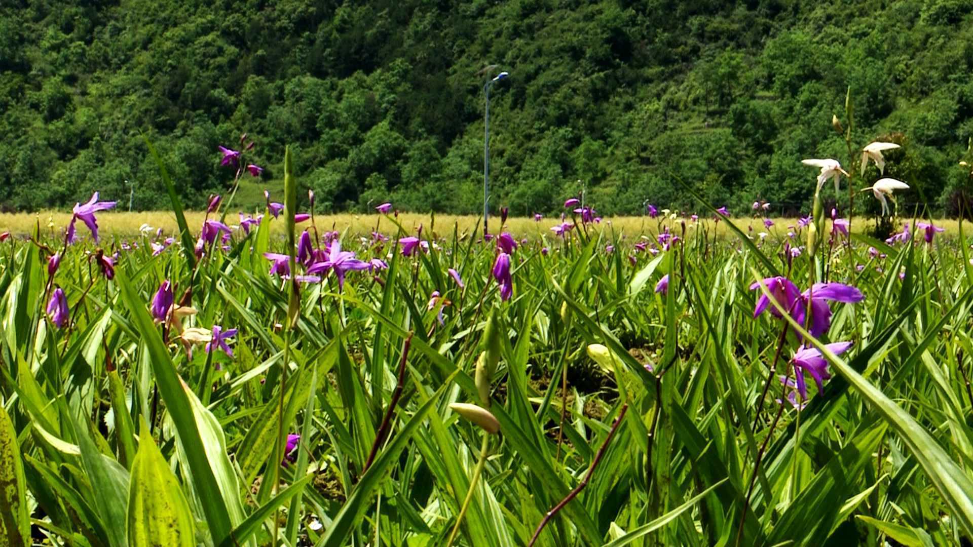 陜西鎮(zhèn)巴縣：白芨花開致富路