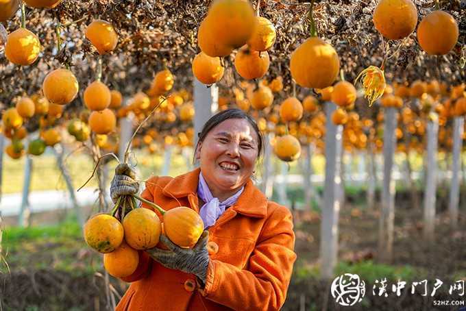 勉縣按照“縣有品牌、村有特色、戶有項(xiàng)目”的思路，聚焦產(chǎn)業(yè)扶貧，因村、因戶施策，累計(jì)實(shí)施產(chǎn)業(yè)扶貧項(xiàng)目997個(gè)，成立貧困村村級(jí)股份經(jīng)濟(jì)合作社111個(gè)，發(fā)展新型經(jīng)營(yíng)主體163家，實(shí)現(xiàn)了產(chǎn)業(yè)扶貧全覆蓋。圖為金泉鎮(zhèn)墓下村發(fā)展的瓜蔞喜獲豐收。.jpg