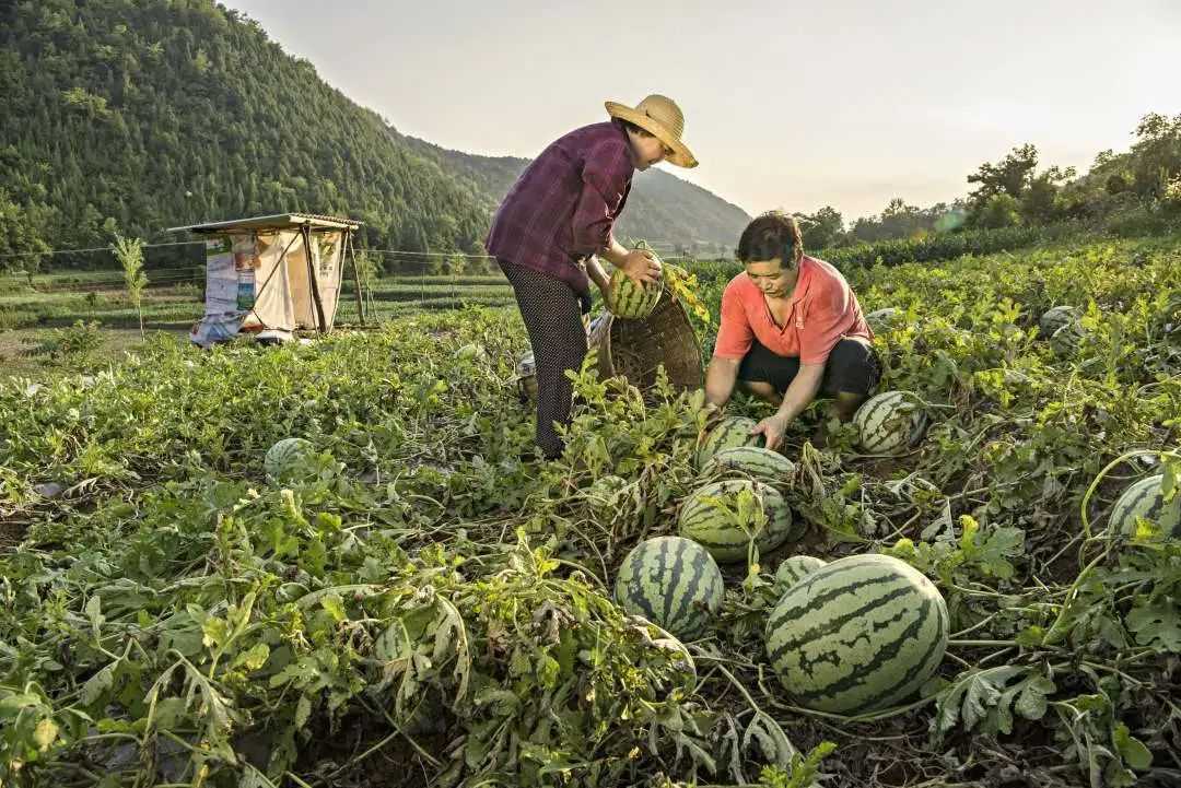 累計減貧78799人！看南鄭是怎么做到的...