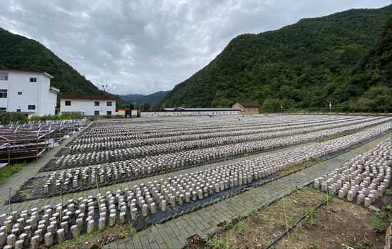 綠水青山就是金山銀山的陜西實(shí)踐