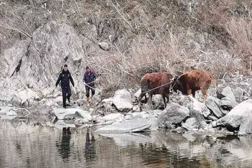 寧強(qiáng)一村民兩頭耕牛走失，民警冒嚴(yán)寒幫忙找回