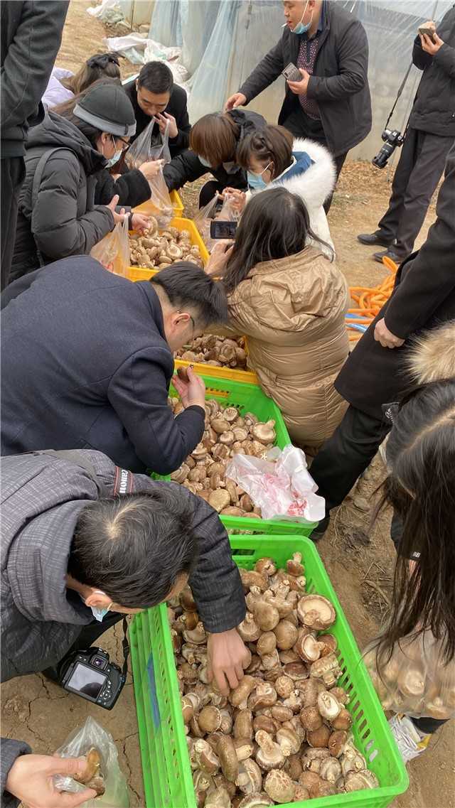 【新春走基層】留壩青崗坪村：黨員干部帶頭食用菌產(chǎn)業(yè)  鼓起村民“錢袋子”