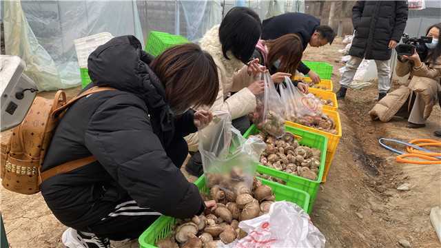 【新春走基層】留壩青崗坪村：黨員干部帶頭食用菌產(chǎn)業(yè)  鼓起村民“錢袋子”