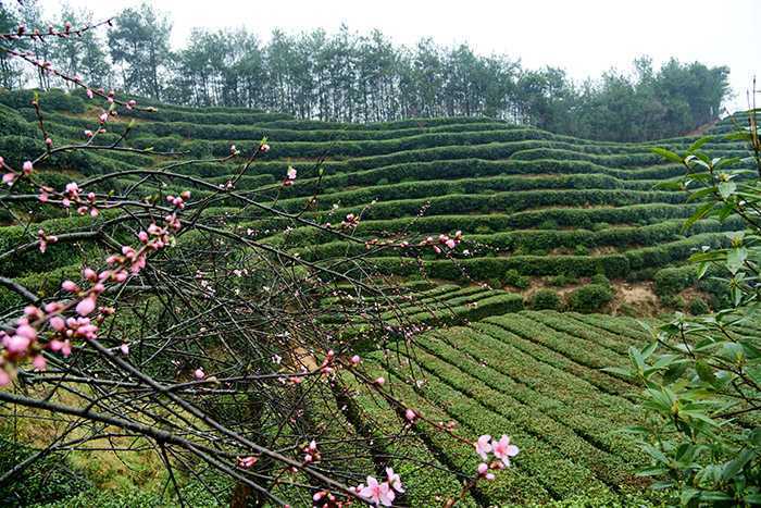 漢中城固縣17萬(wàn)畝茶園今日開園采摘