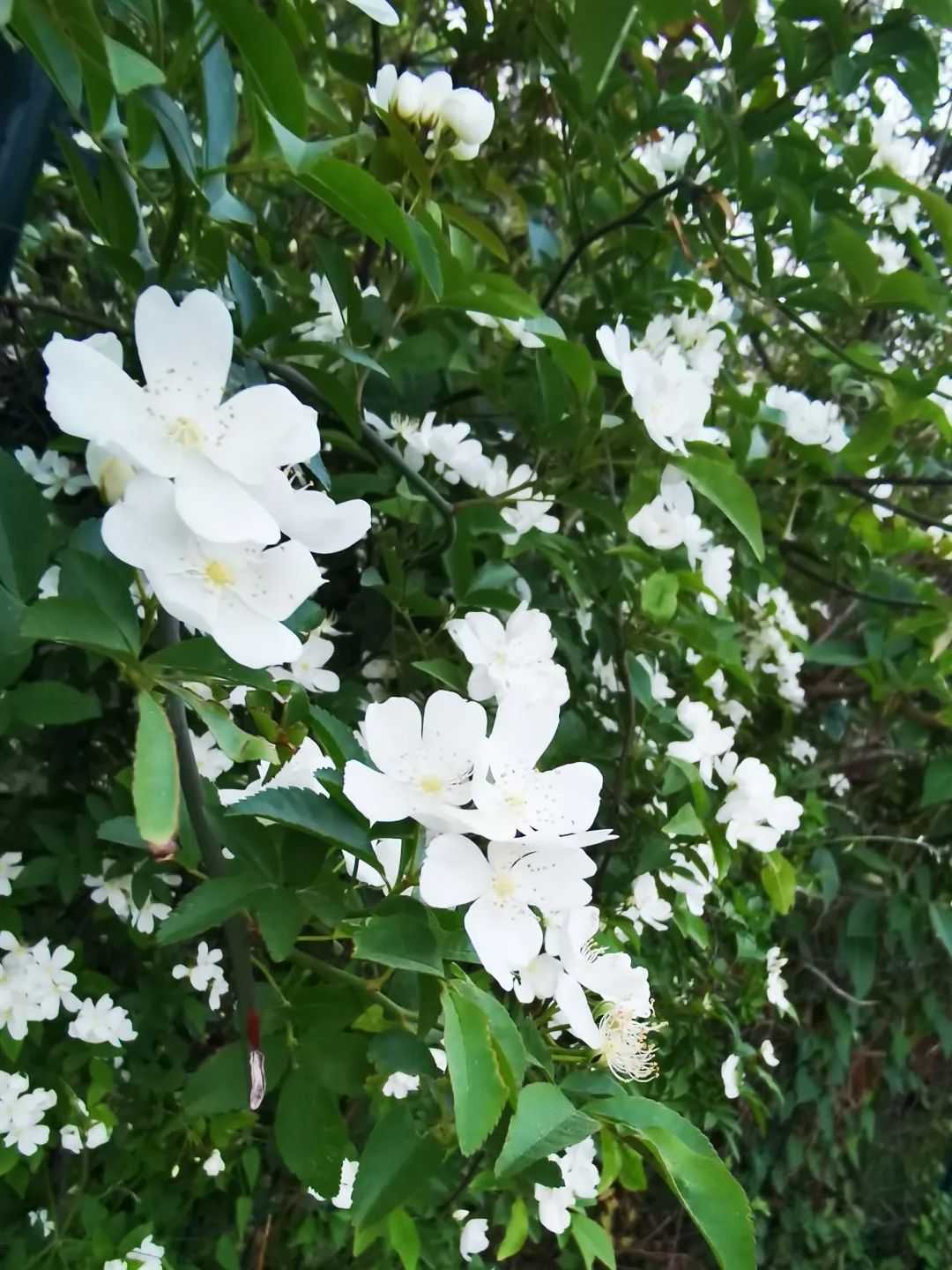 顏值滿(mǎn)分，漢中這里的薔薇花開(kāi)啦