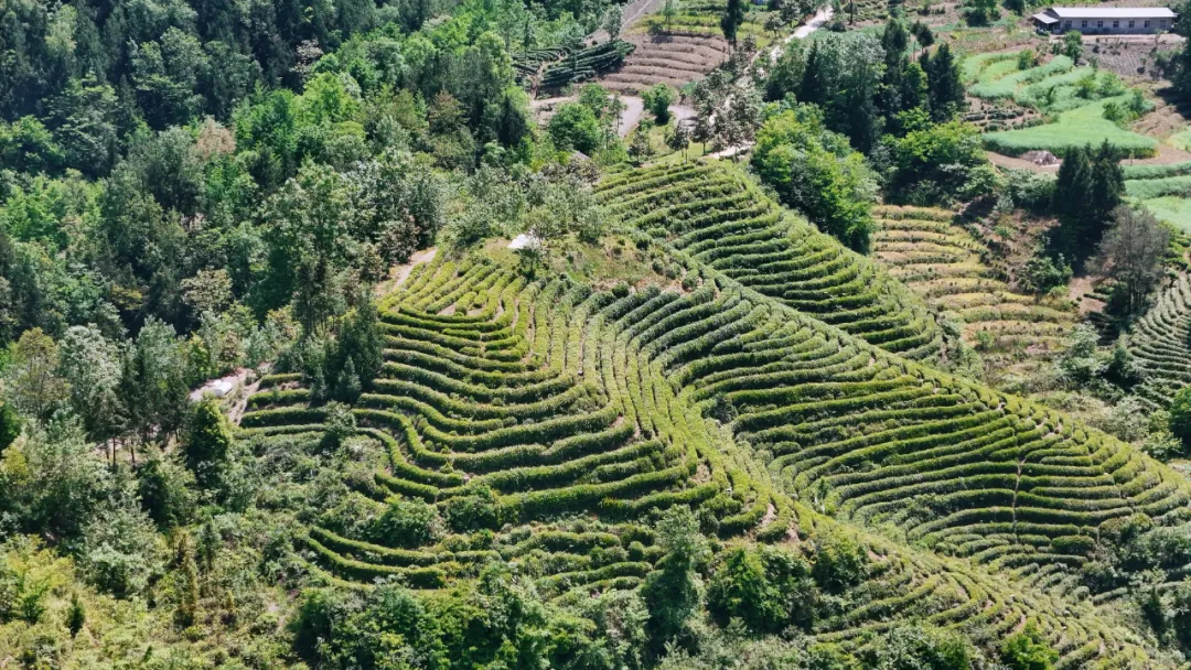 西鄉(xiāng)縣高川鎮(zhèn)第三屆“生態(tài)茶鄉(xiāng)·高川味道”茶事活動精彩紛呈！