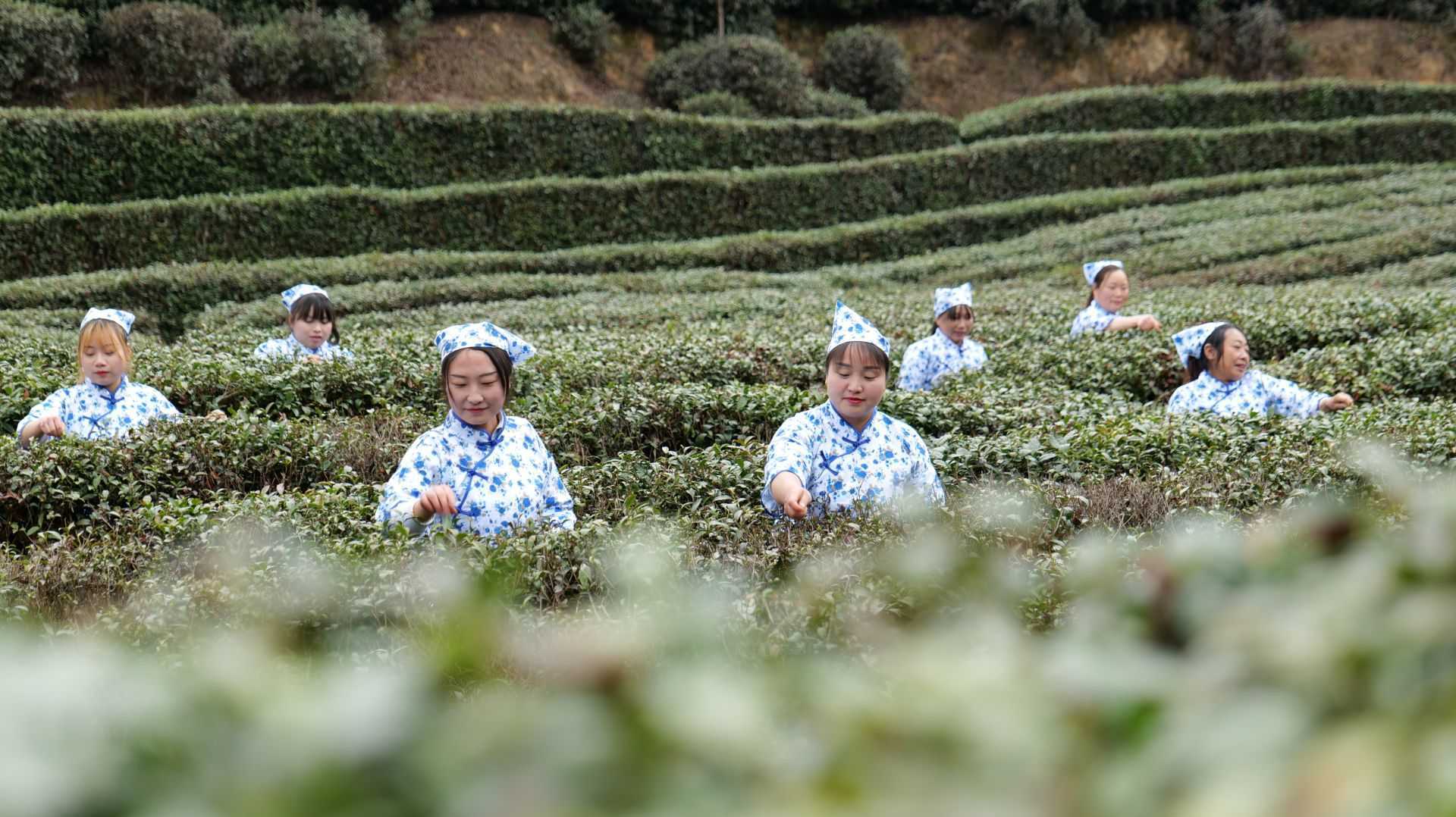 漢中城固首屆茶農(nóng)豐收節(jié)暨山花茶業(yè)開園啟動(dòng)儀式順利舉行