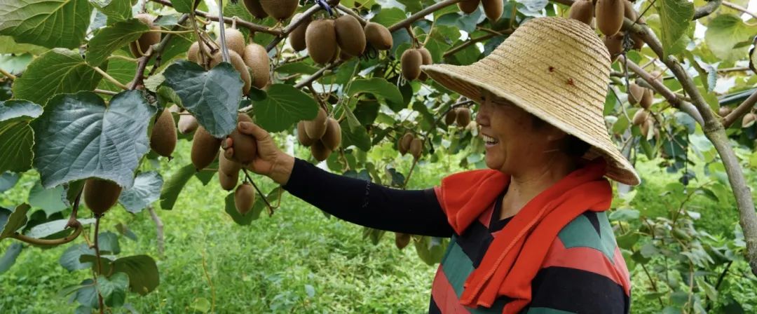 漢臺9000余畝獼猴桃迎來豐收季