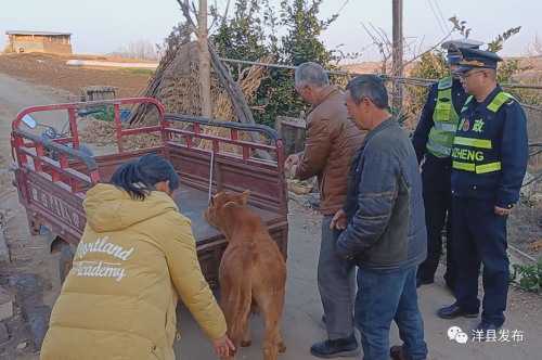 洋縣高速路段闖入一頭小牛犢，路管員及時(shí)驅(qū)趕化險(xiǎn)