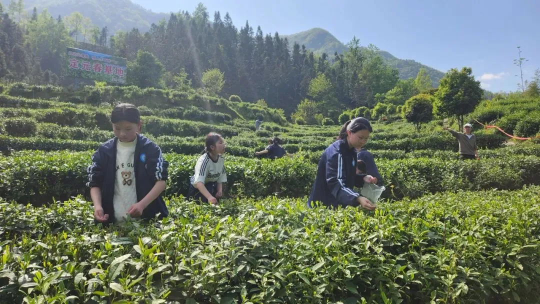 漢中有位“國茶大師”