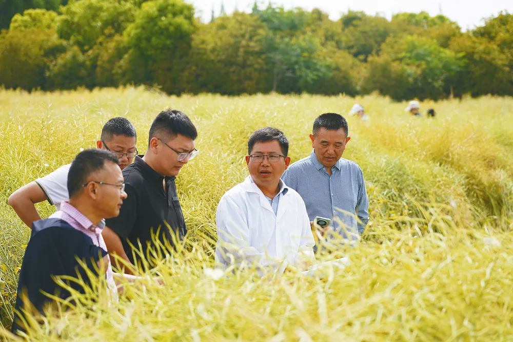 中國(guó)油菜的“漢中芯”！探尋背后硬核→