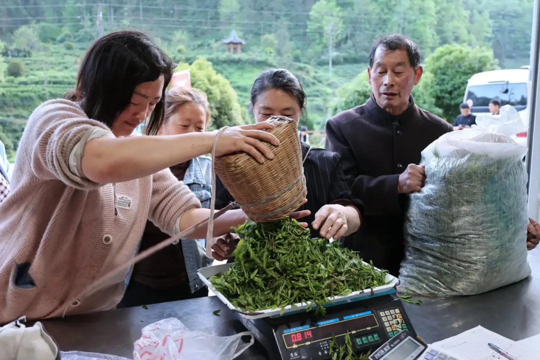 漢中有位“國茶大師”