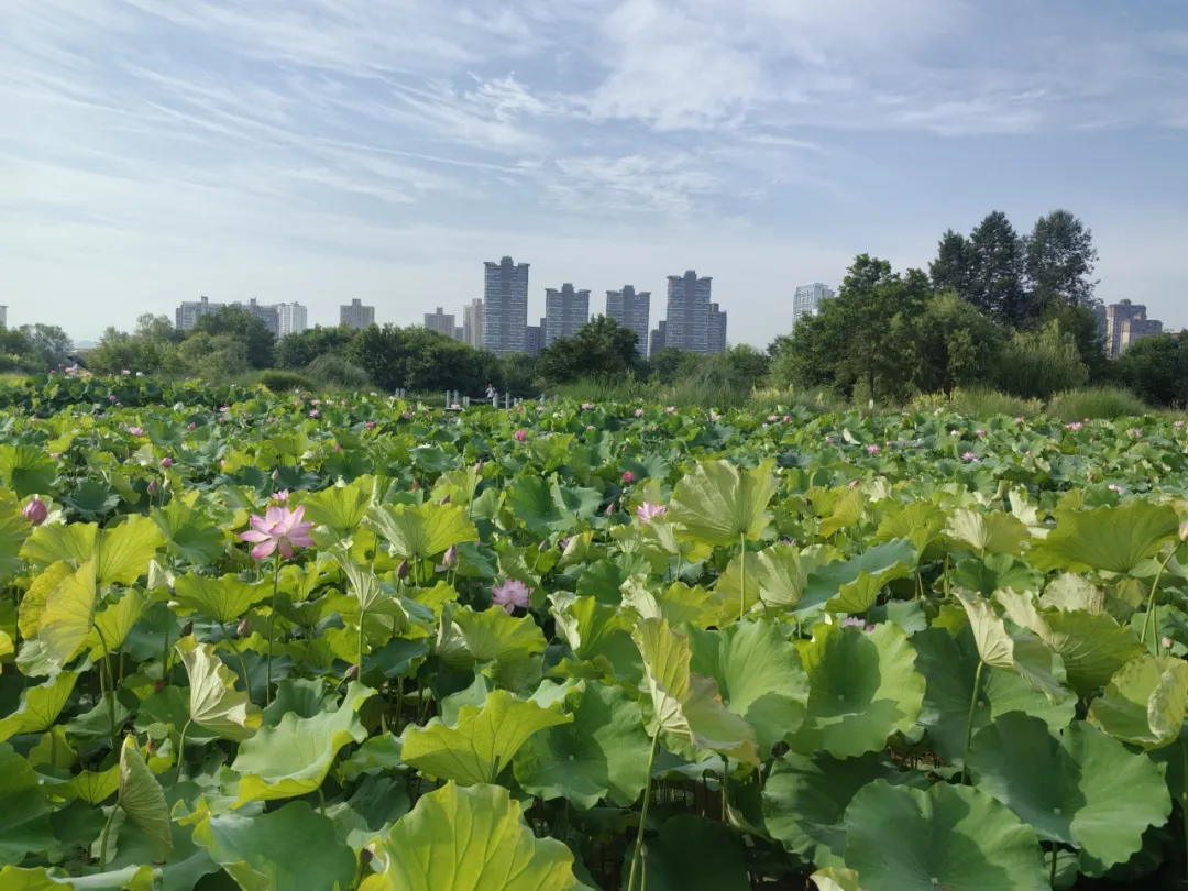 20多家中省媒體聚焦！重點關注漢中生態(tài)畫卷→