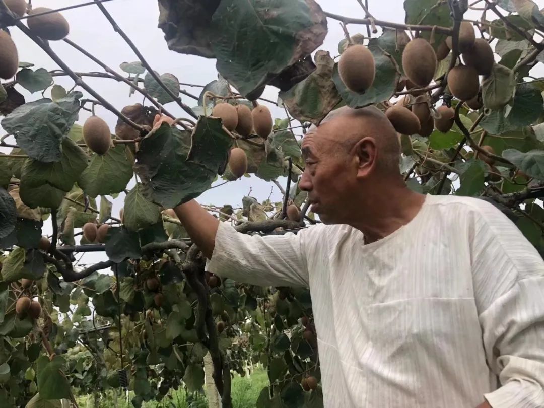 漢臺9000余畝獼猴桃迎來豐收季